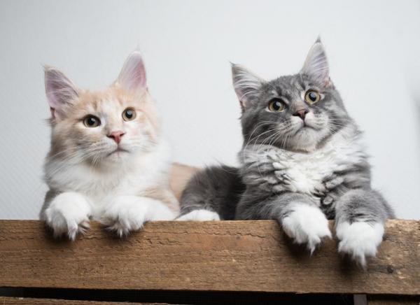 motivos-dois-gatos-em-casa