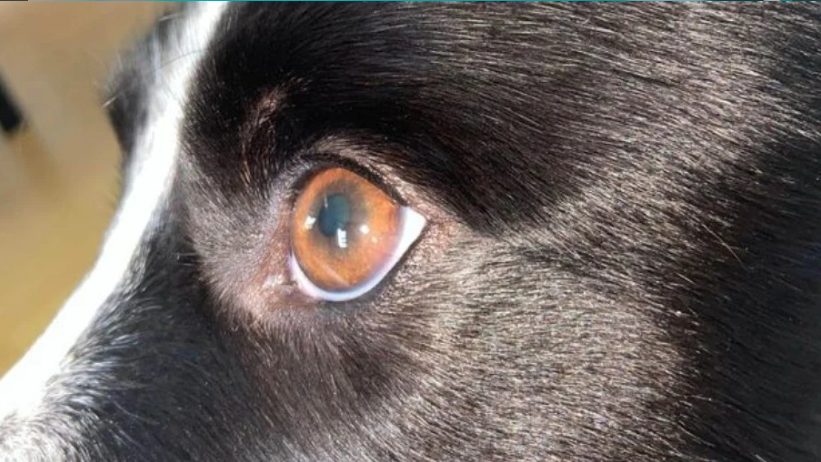 Cão da raça Border Collie precisa usar óculos devido a doença rara