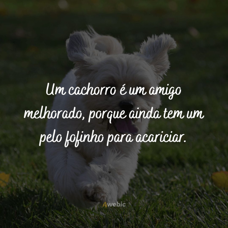 Frases do cão para comemorar o dia do cachorro