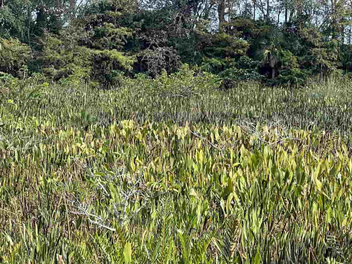 Fotografia área de mata Desafio: Onde está a iguana?