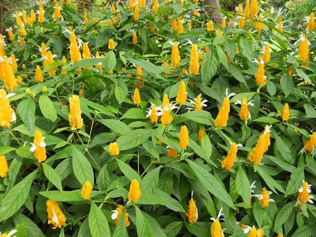 razões para ter uma planta camarão amarelo simbolismo-planta-camarao-amarelo