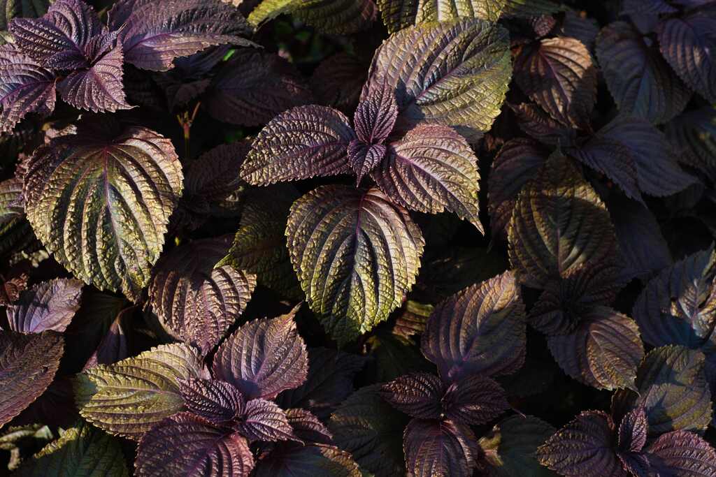 plantas-de-cozinha-com-sabor-único