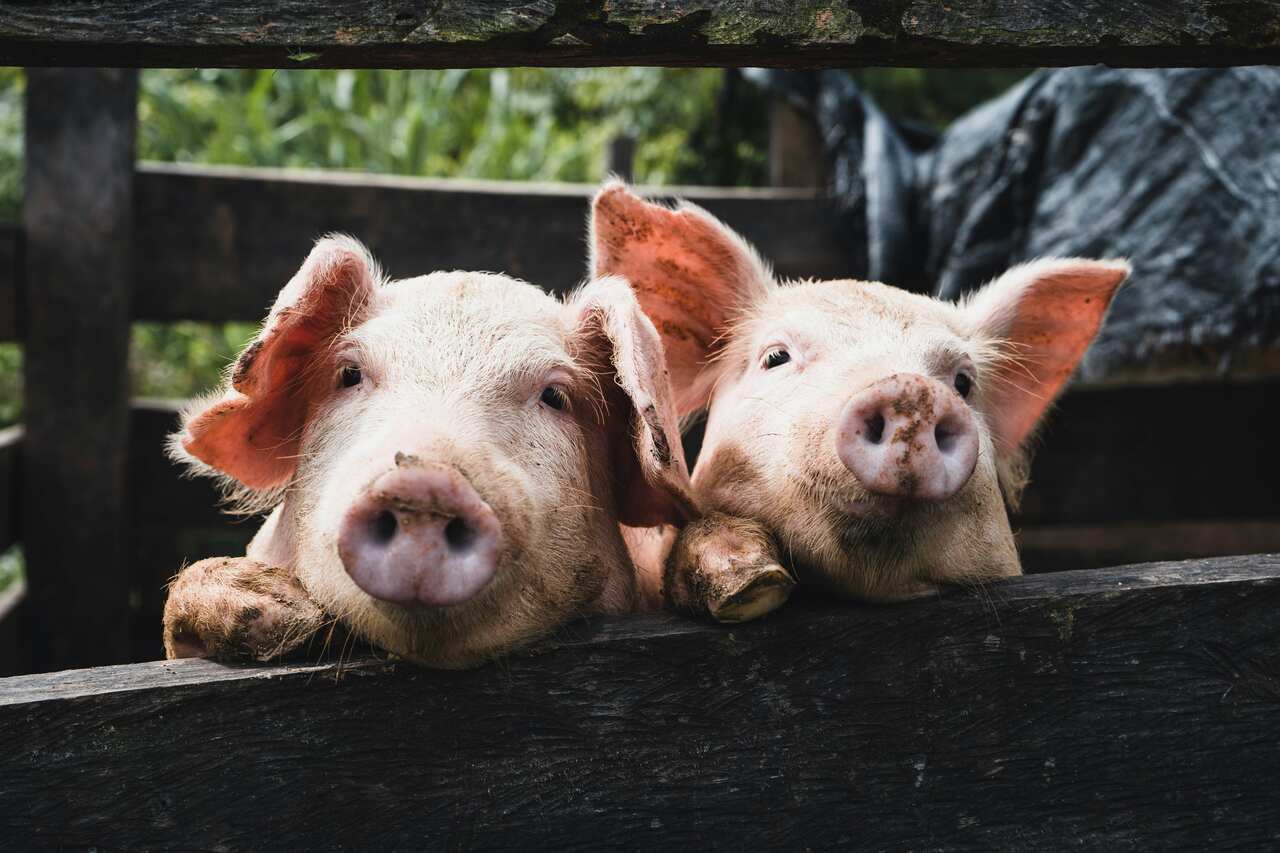 Significado de sonhar com porco; veja o que esse sonho quer dizer
