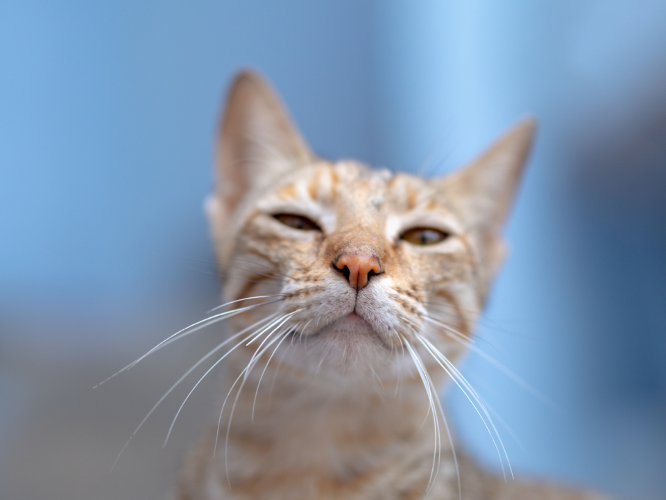 melhores-nomes-de-gato-de-pobre