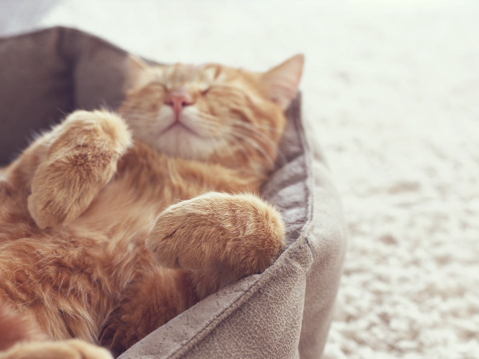 nomes-de-pobre-gatos-legais