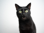 300 nomes de gato de pobre que dói a barriga de tanto rir