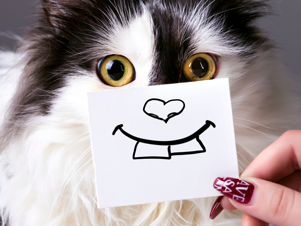 opcoes-nomes-de-pobre-gatos