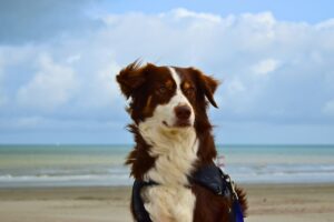 Nomes mais conhecidos de cachorros brasileiros que até você já usou