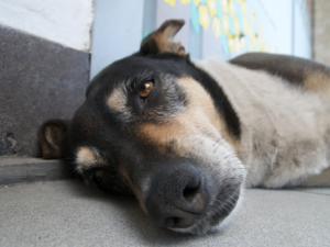 Meu cachorro chora sem motivo: o que pode ser?
