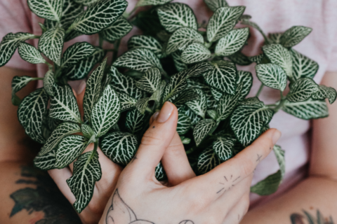 5 motivos para ter uma fitônia em casa