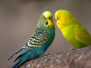 Nomes de pobres para aves: escolha o mais engraçado