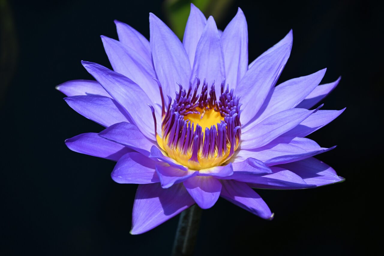 flor-de-lotus-no-exoterismo