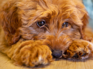 Cachorro triste do nada: causas e o que fazer pelo seu pet