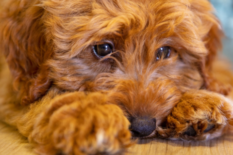 Cachorro triste do nada: causas e o que fazer pelo seu pet