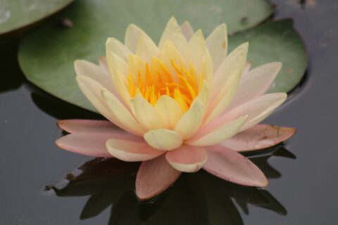 5 razões para tatuar uma flor de lótus em você