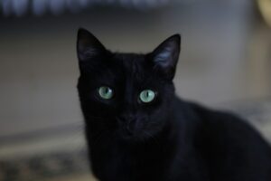 25 nomes fofos para gatos pretos que fogem do clichê