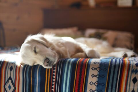 Por que os cães sonham tanto dormindo? Entenda esse hábito