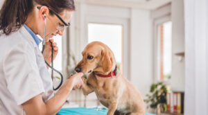 Dia do Veterinário: 9 frases para homenagear quem cuida do seu animalzinho