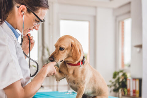 Dia do Veterinário: 9 frases para homenagear quem cuida do seu animalzinho