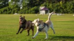 Parques para cães viram ponto de amizade e aproximam tutores que antes não se conheciam