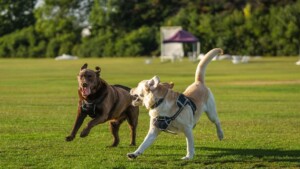 Parques para cães viram ponto de amizade e aproximam tutores que antes não se conheciam