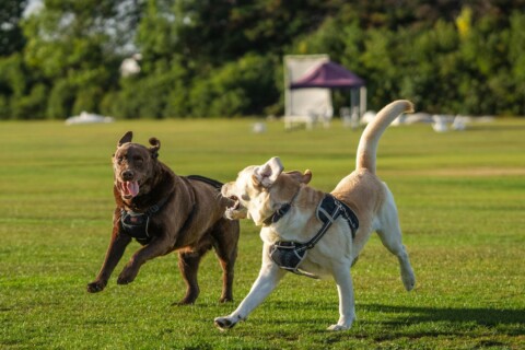 Parques para cães viram ponto de amizade e aproximam tutores que antes não se conheciam