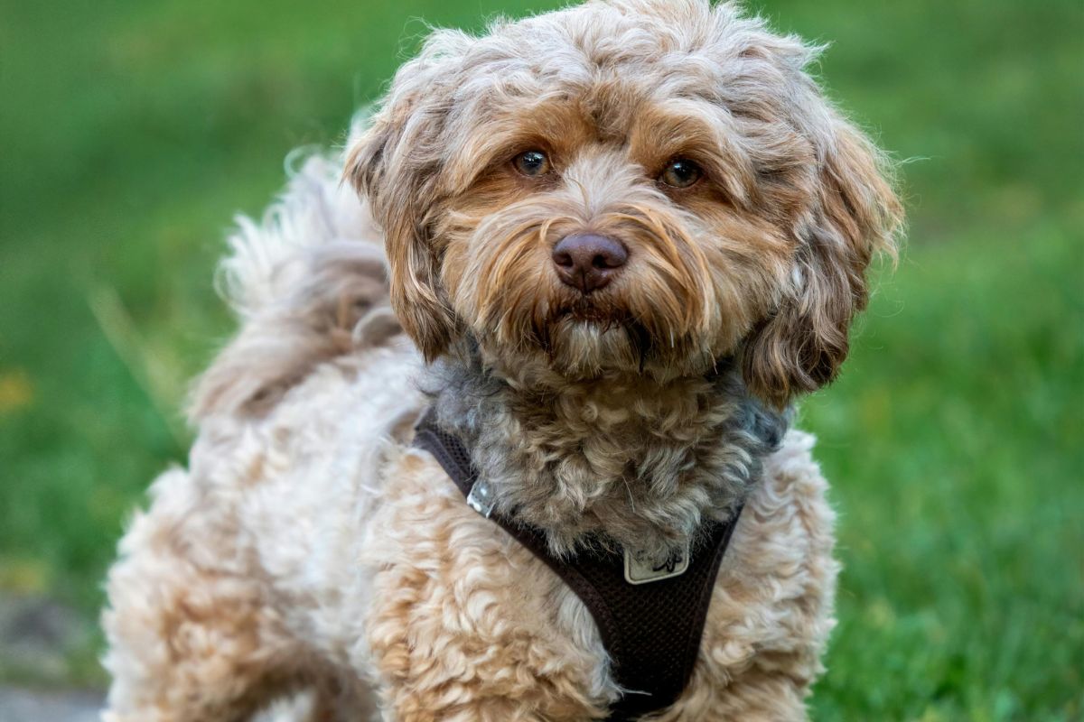 Cachorrinha da raça cockapoo