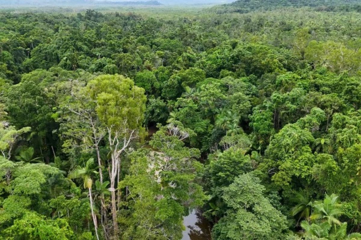Floresta na Holanda