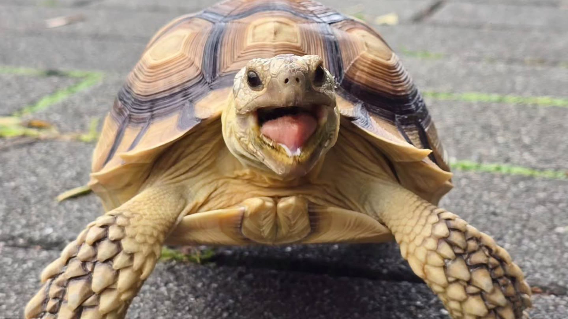 Tartaruga